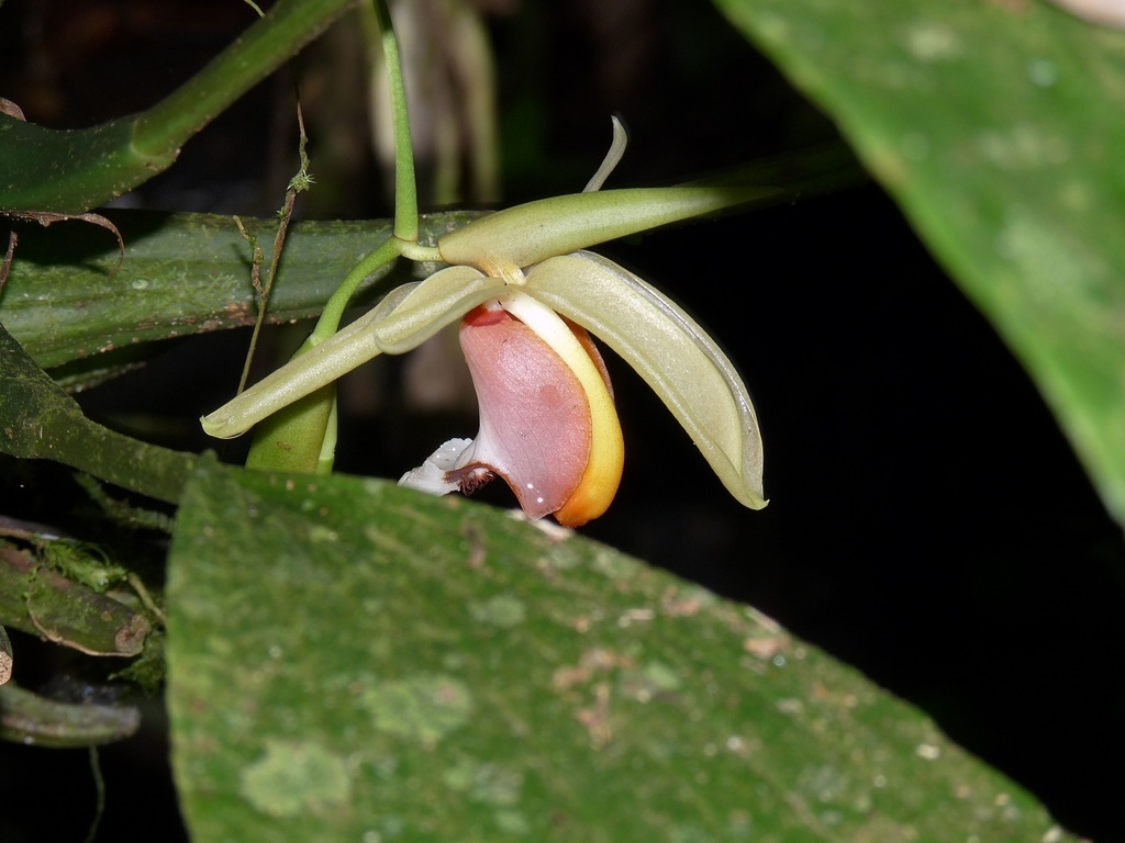[imagem de Coelogyne speciosa]