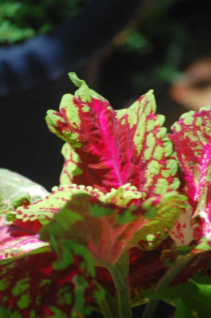 [imagem de Coleus scutellarioides]
