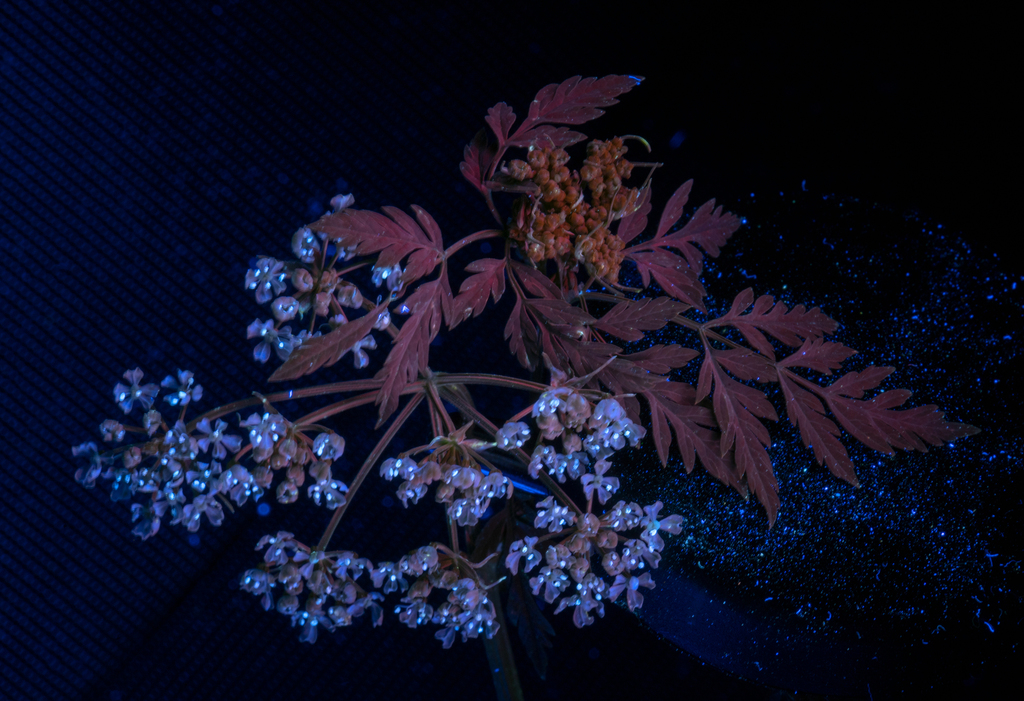 [imagem de Conium maculatum]