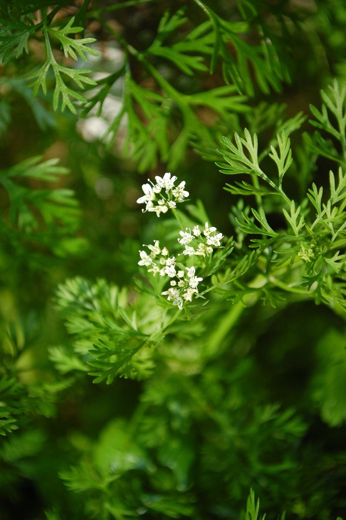 Coriandrum sativum :: Visão Geral