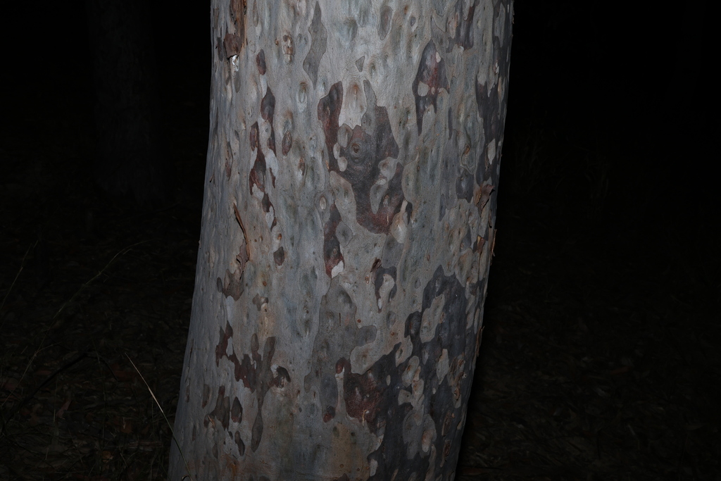 [imagem de Corymbia citriodora]