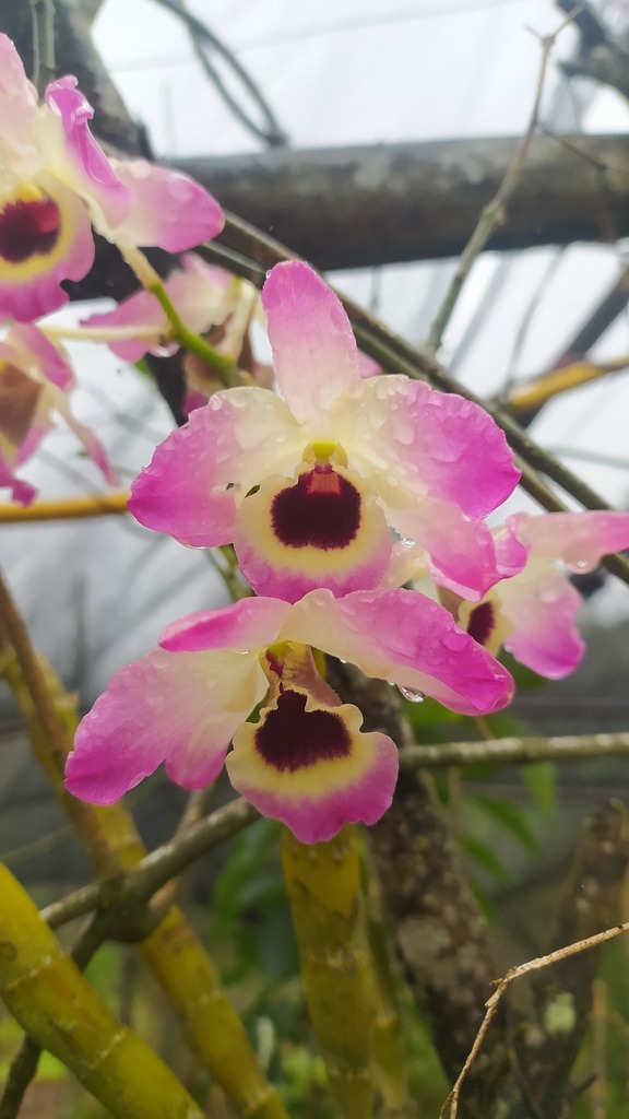 [imagem de Dendrobium nobile]