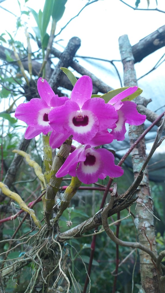 Dendrobium nobile :: Visão Geral
