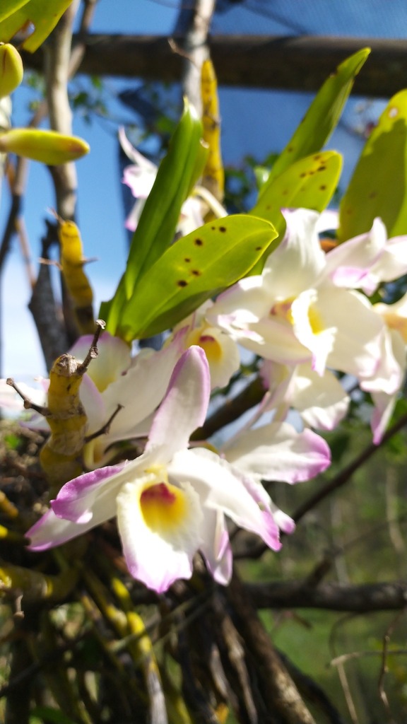 Dendrobium nobile :: Visão Geral