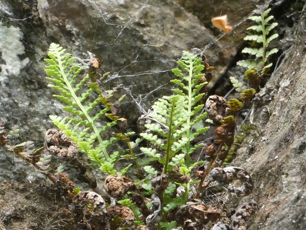 [imagem de Dryopteris fragrans]