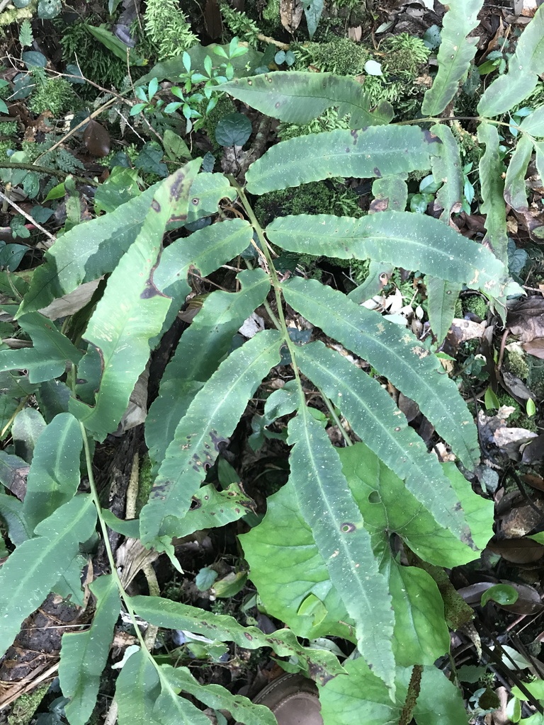 [imagem de Dryopteris sieboldii]