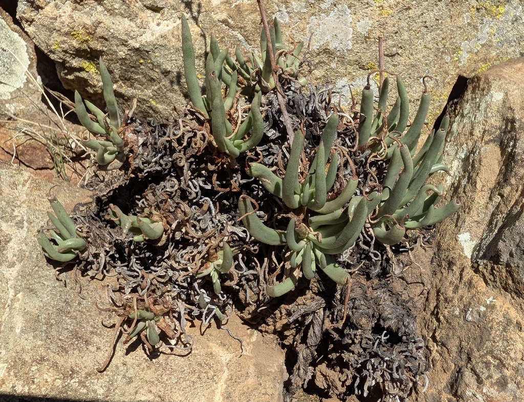 [imagem de Dudleya edulis]