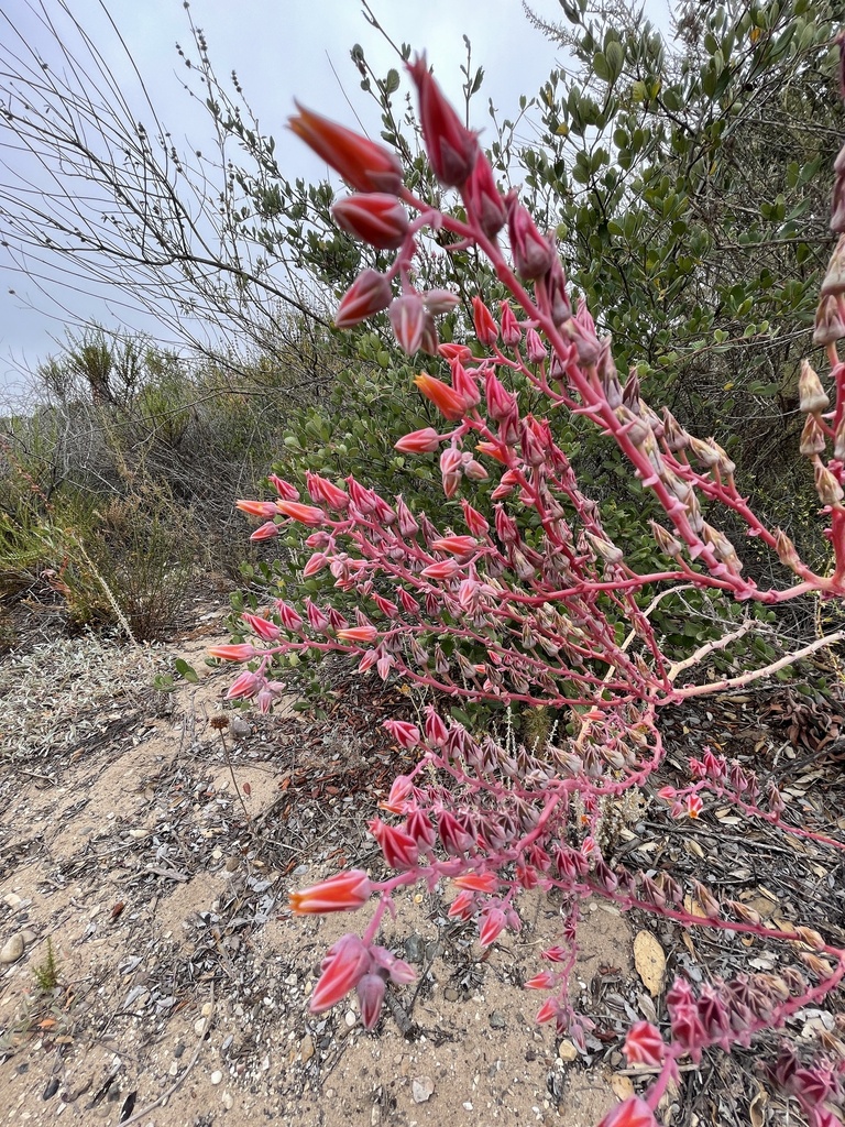 [imagem de Dudleya lanceolata]