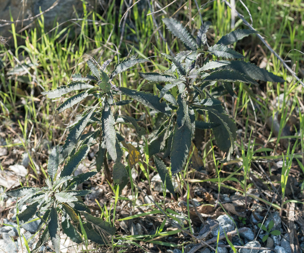 Eriodictyon trichocalyx