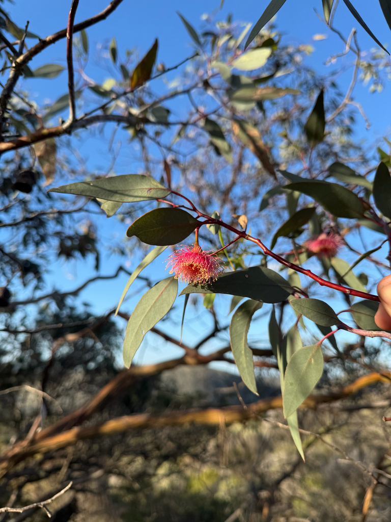 [imagem de Eucalyptus caesia]