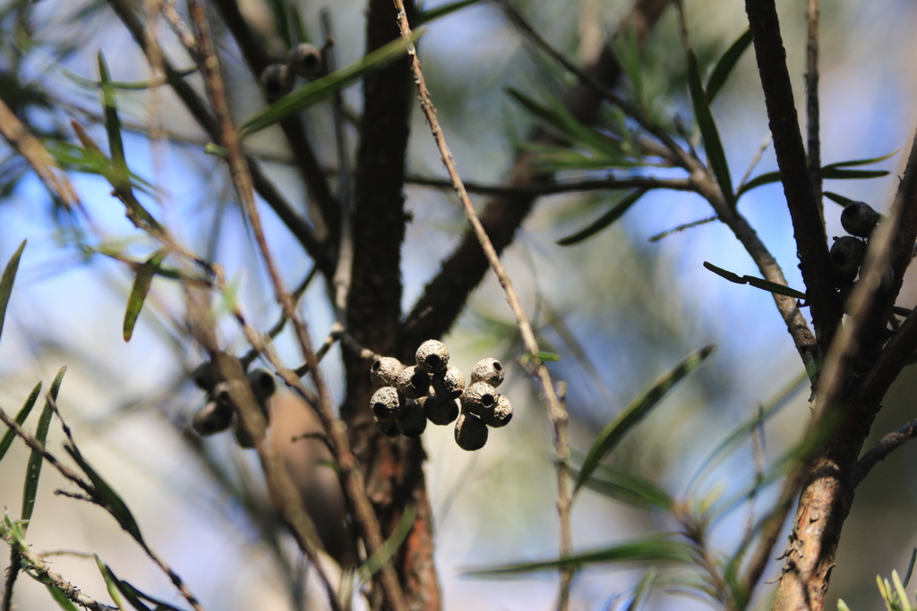 [imagem de Eucalyptus piperita]