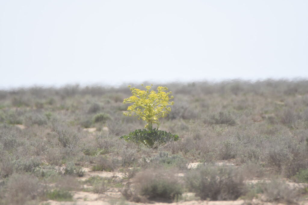 Ferula assa-foetida