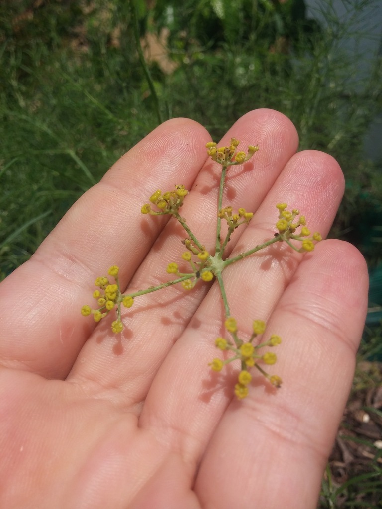 Foeniculum vulgare