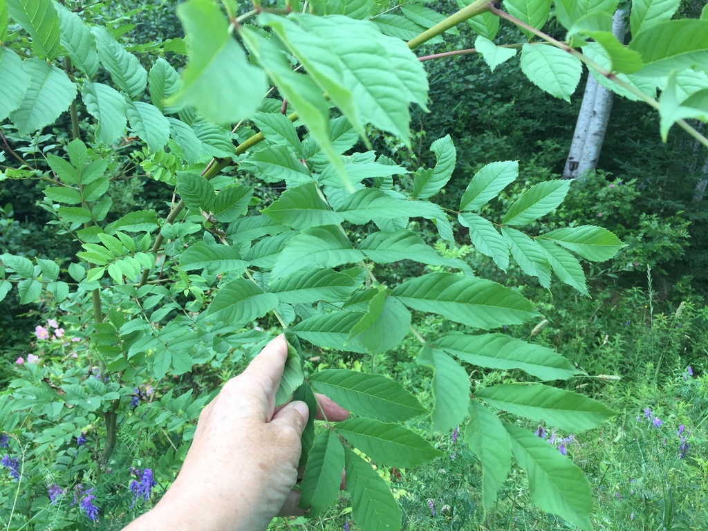 [imagem de Fraxinus excelsior]