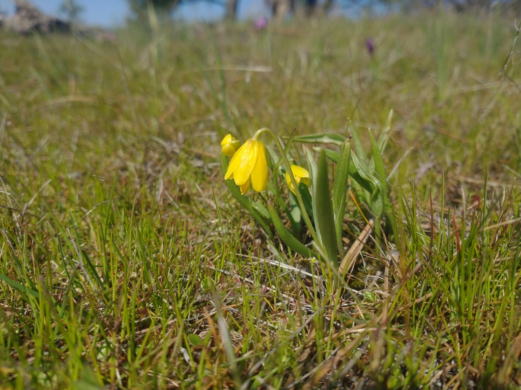 [imagem de Fritillaria pudica]
