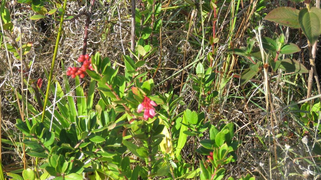 Gaylussacia brasiliensis