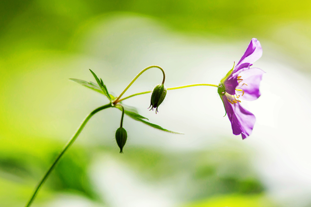 [imagem de Geranium maculatum]