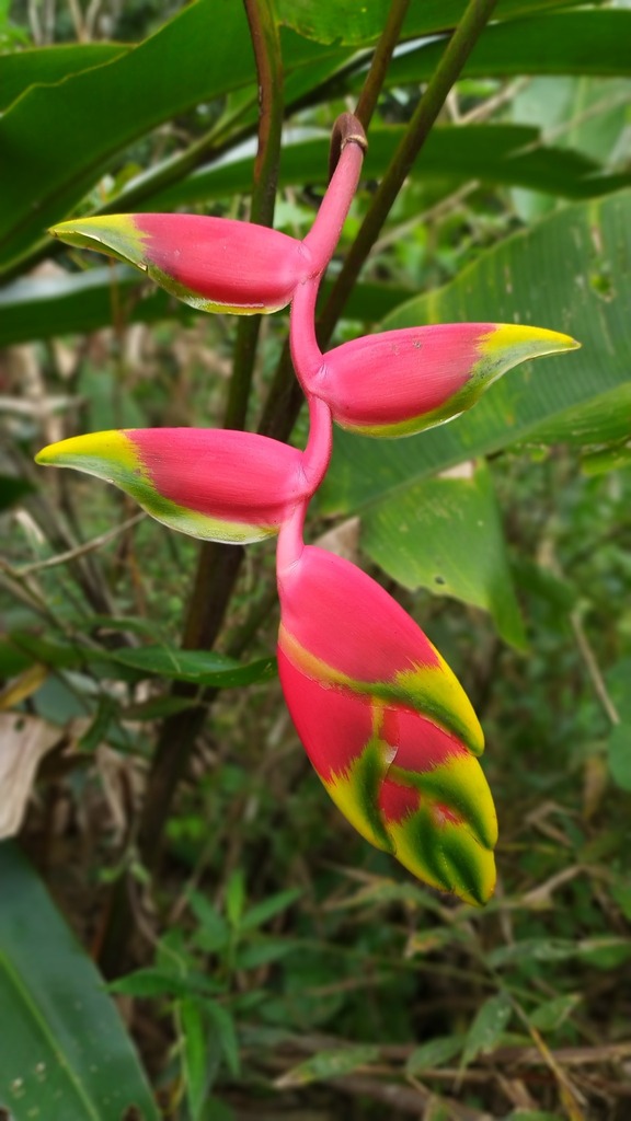 Heliconia rostrata