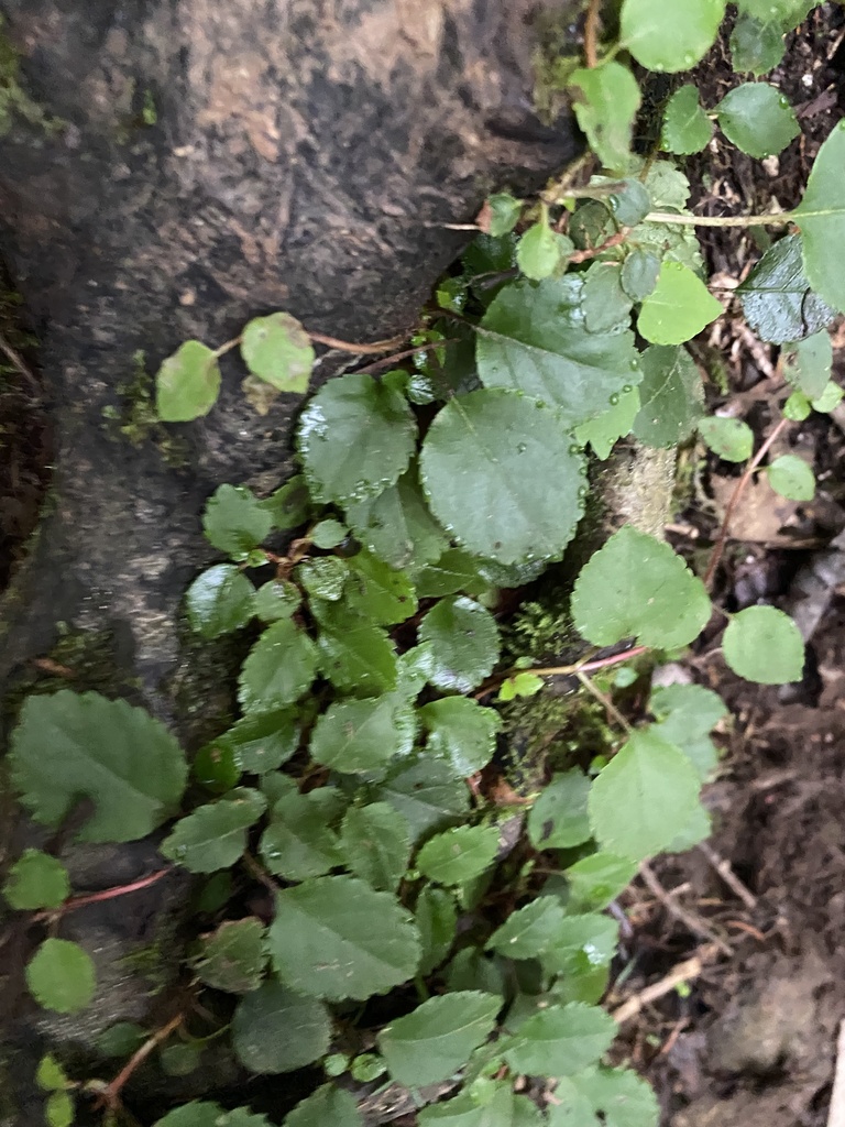 [imagem de Hydrangea anomala]
