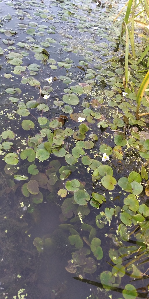 [imagem de Hydrocharis morsus-ranae]