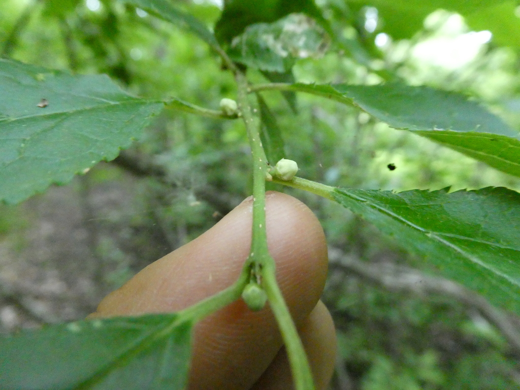 Ilex verticillata