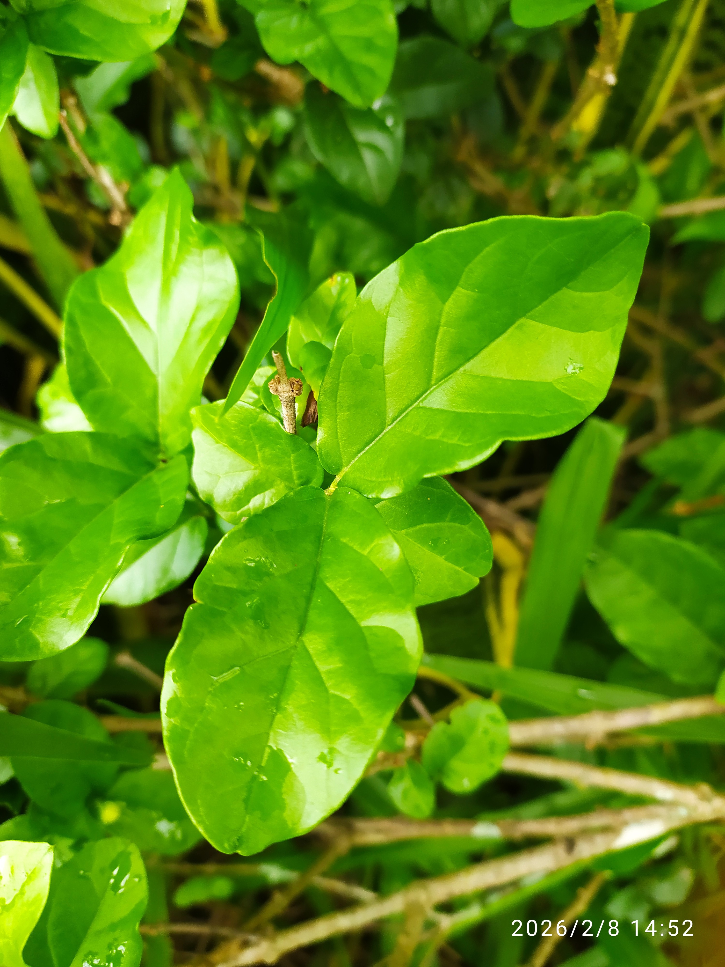 Jasminum sambac :: Folha(s)