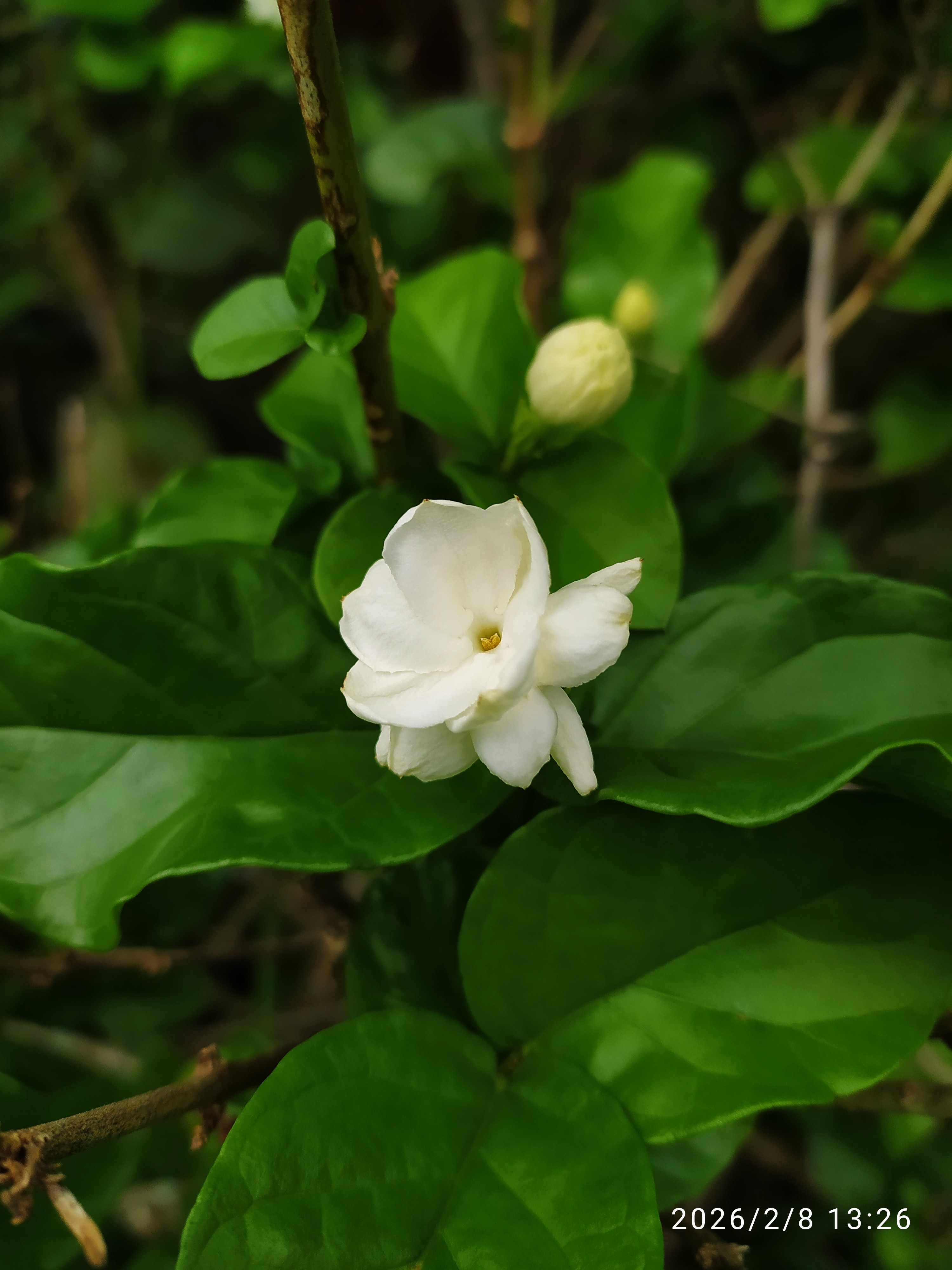 Jasminum sambac :: Flor(es)