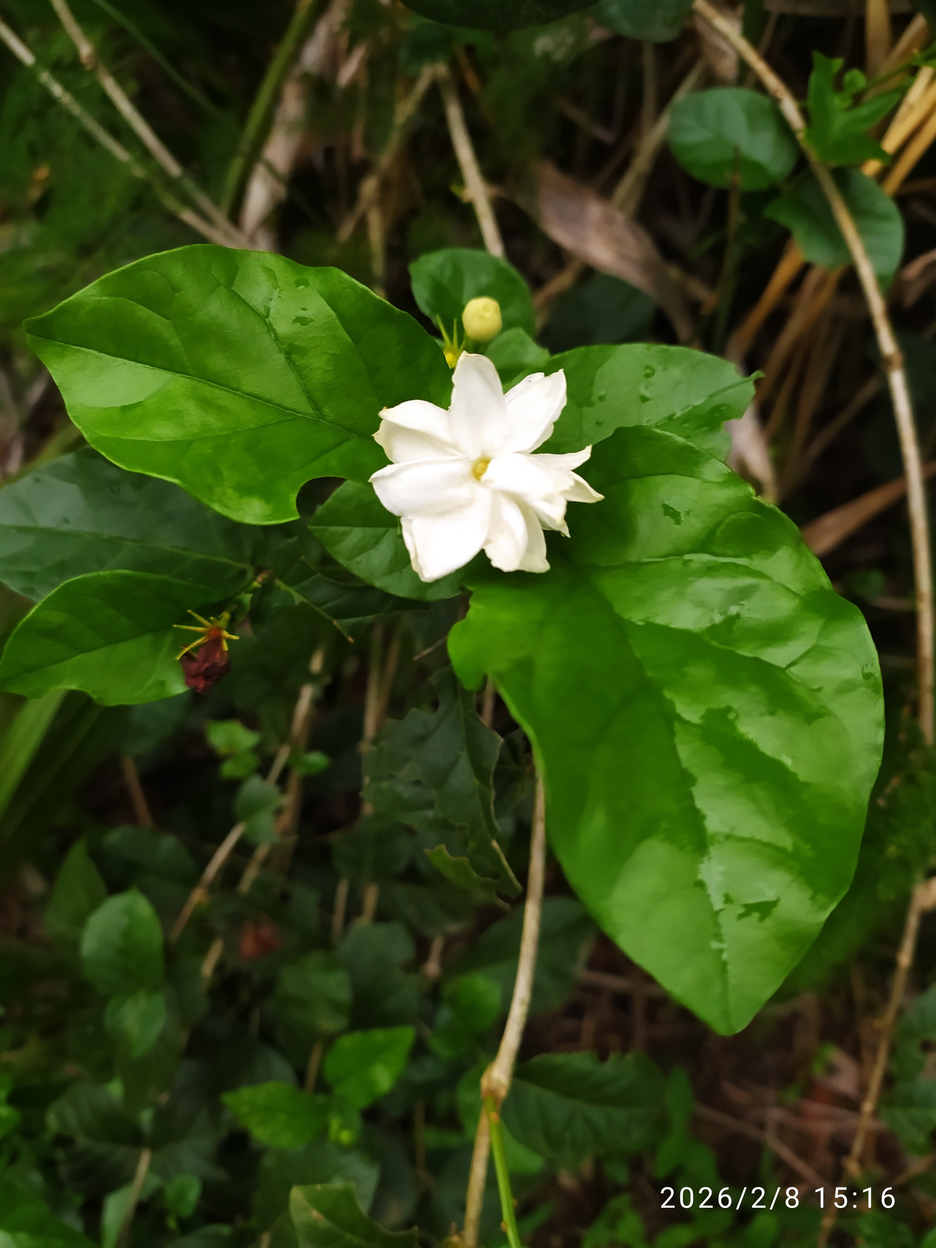 [imagem de Jasminum sambac]