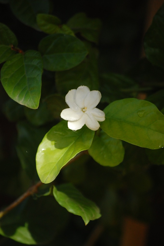 Jasminum sambac :: Visão Geral