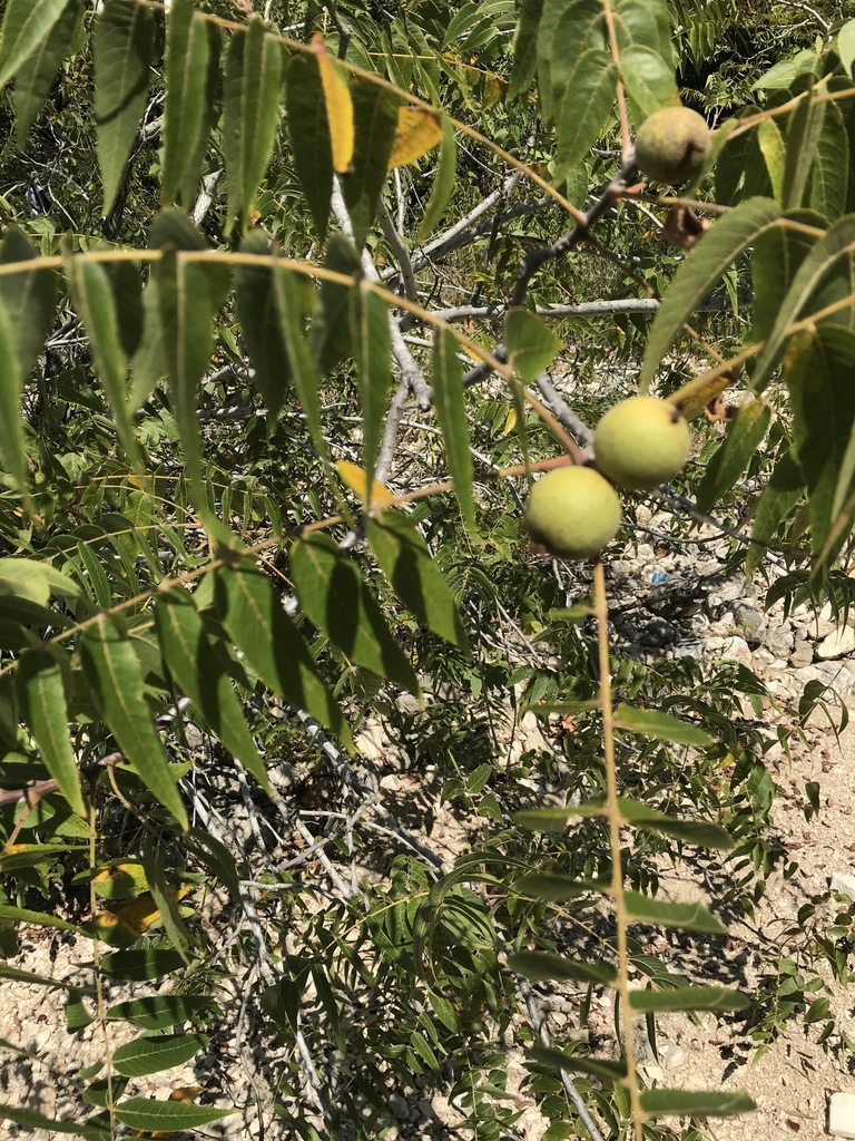 [imagem de Juglans microcarpa]