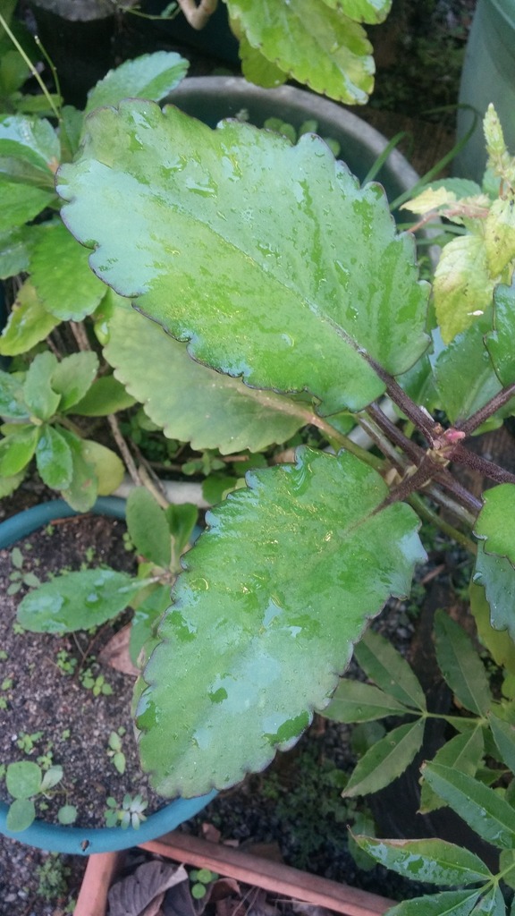 [imagem de Kalanchoe pinnata]