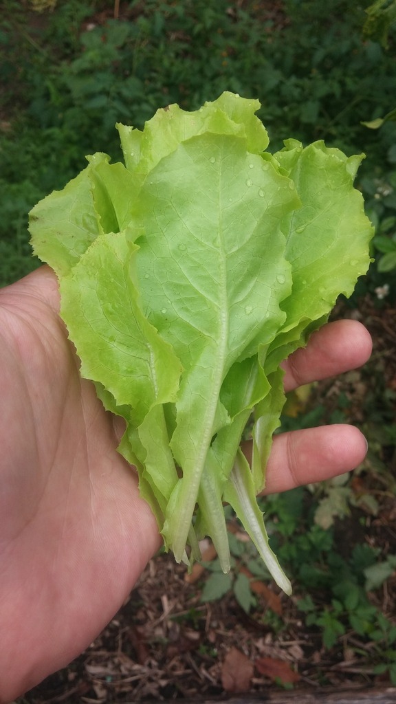 [imagem de Lactuca sativa]