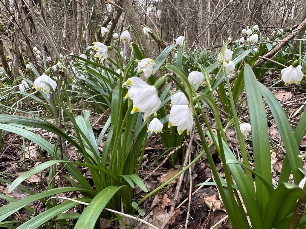 Leucojum vernum