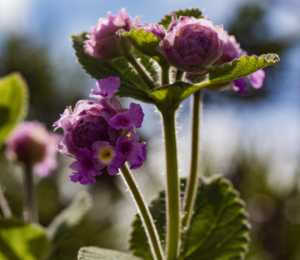 Lippia lupulina