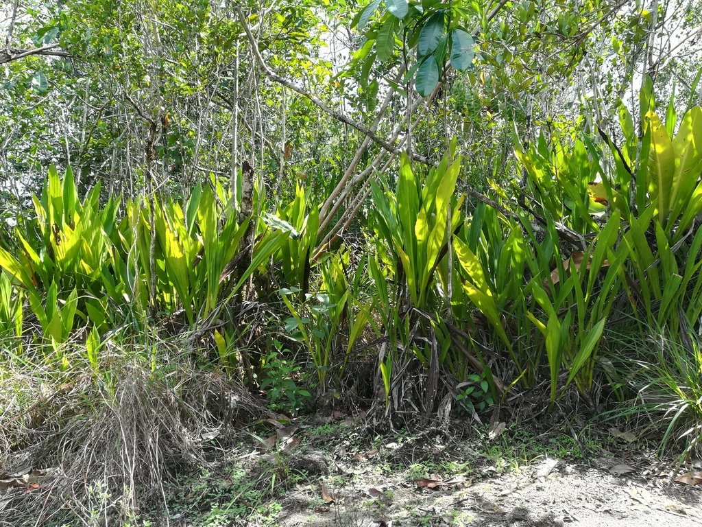 [imagem de Ludovia lancifolia]