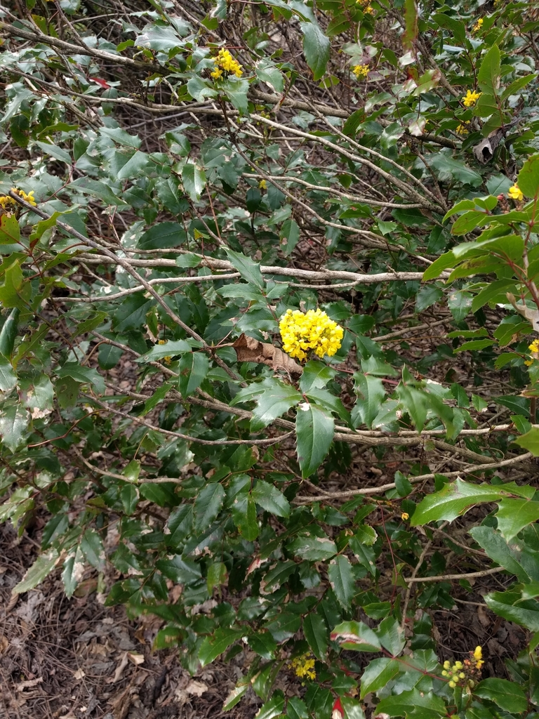 Mahonia aquifolium