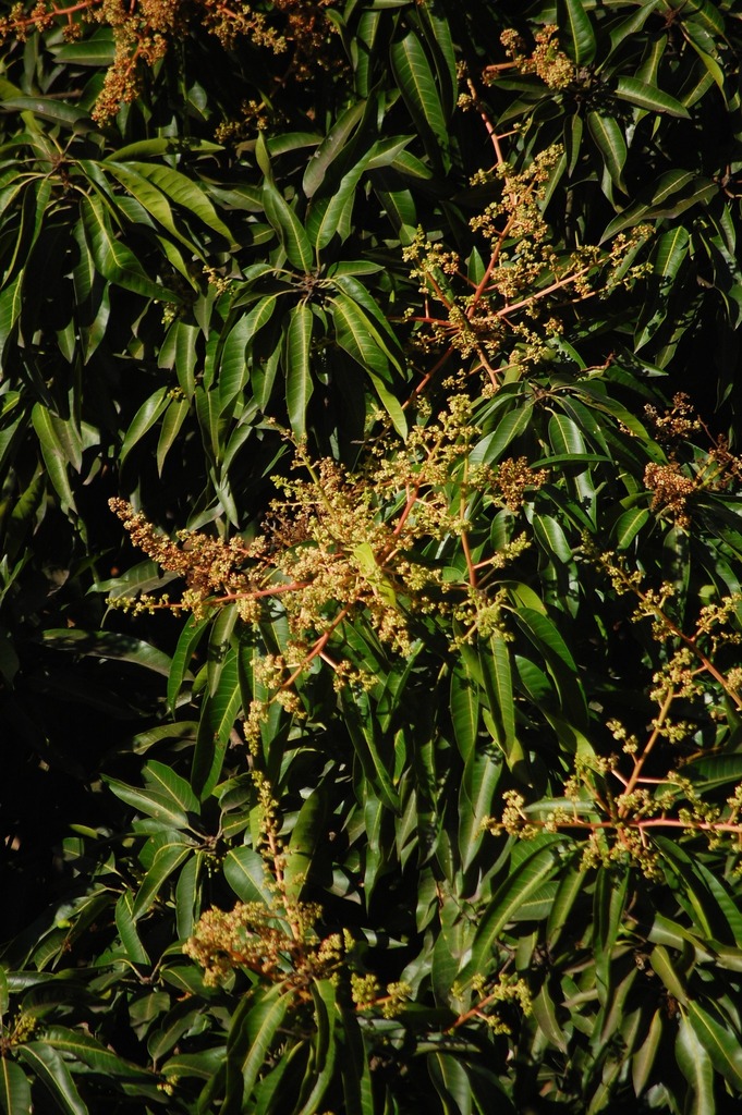 Mangifera indica :: Visão Geral