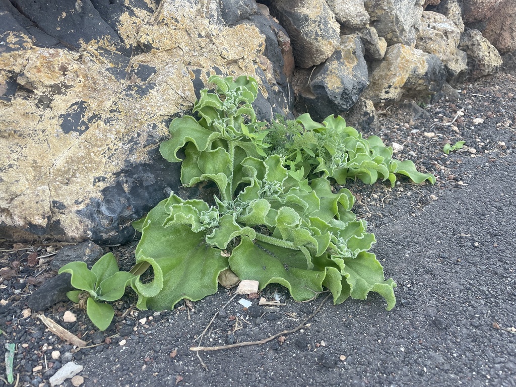 Mesembryanthemum crystallinum
