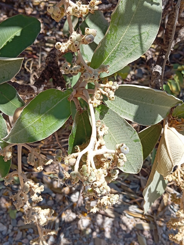 [imagem de Miconia ferruginata]
