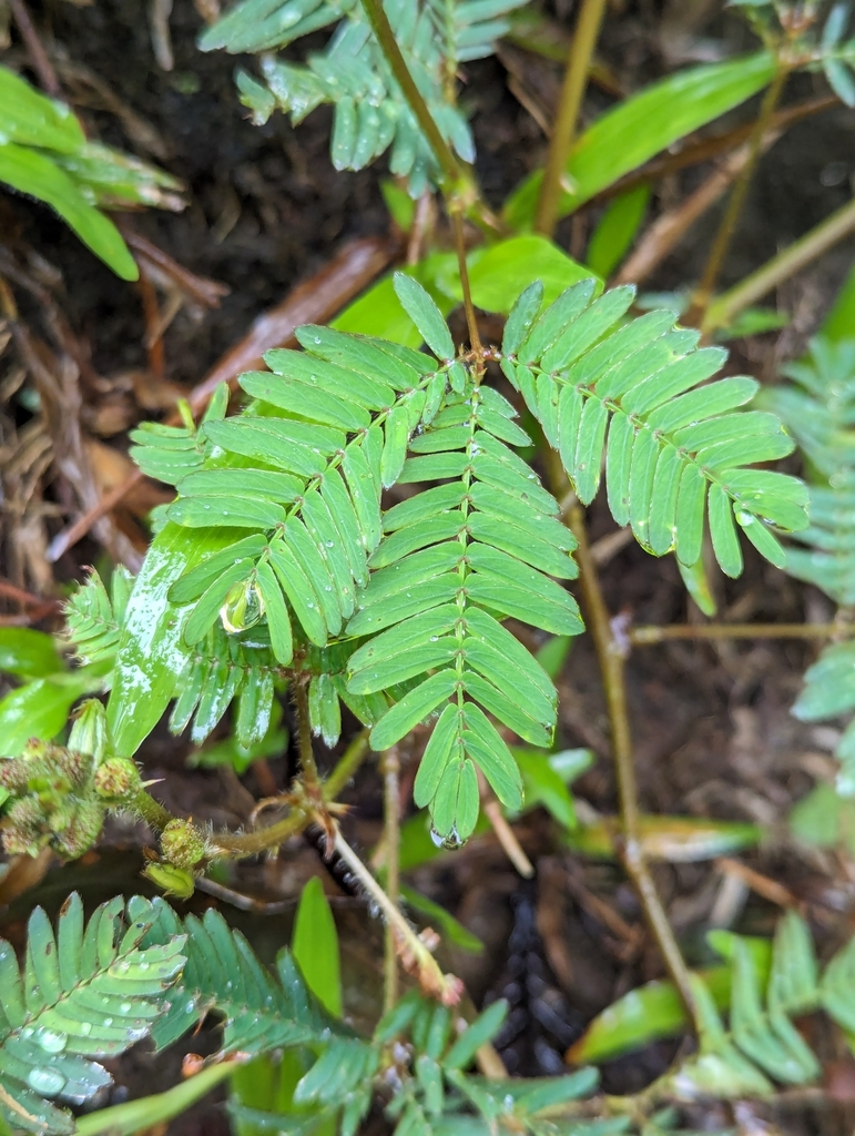 [imagem de Mimosa pudica]