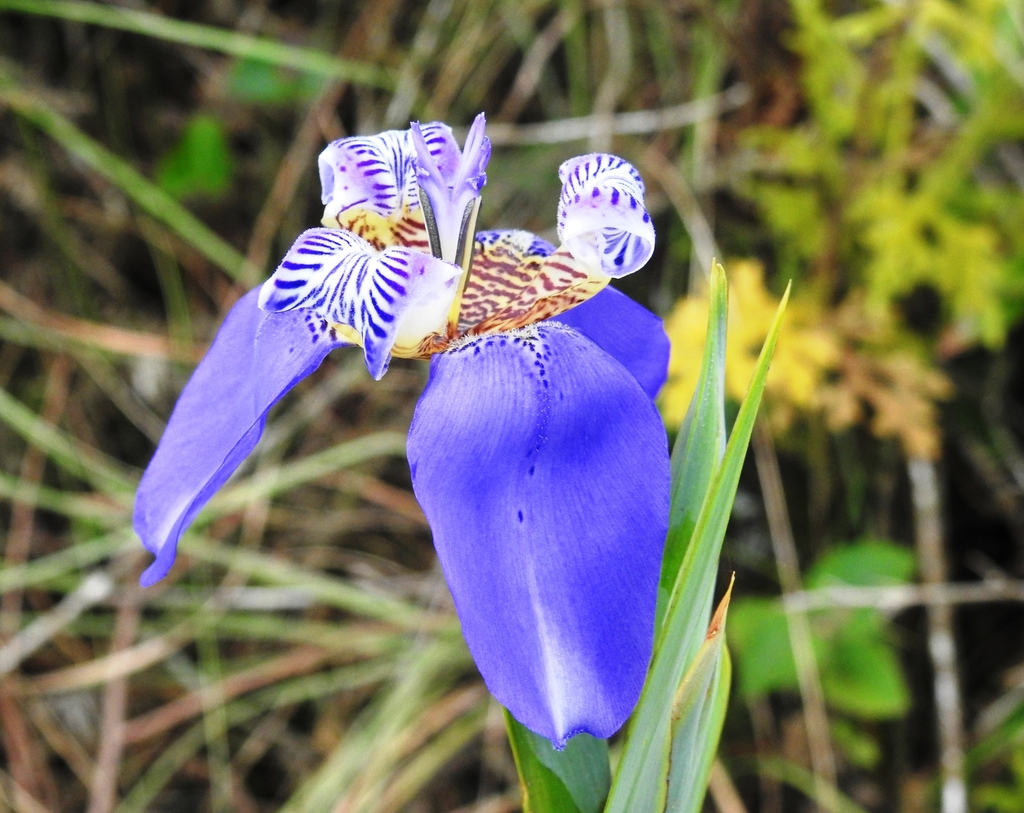 Neomarica caerulea