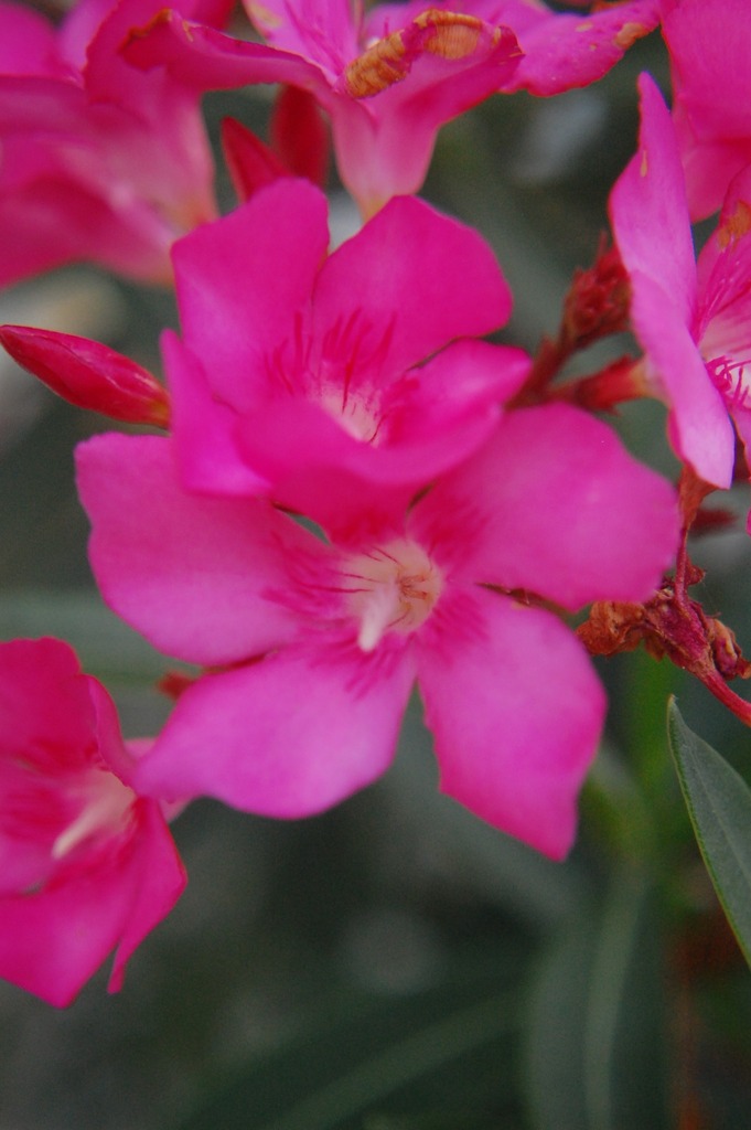 [imagem de Nerium oleander]