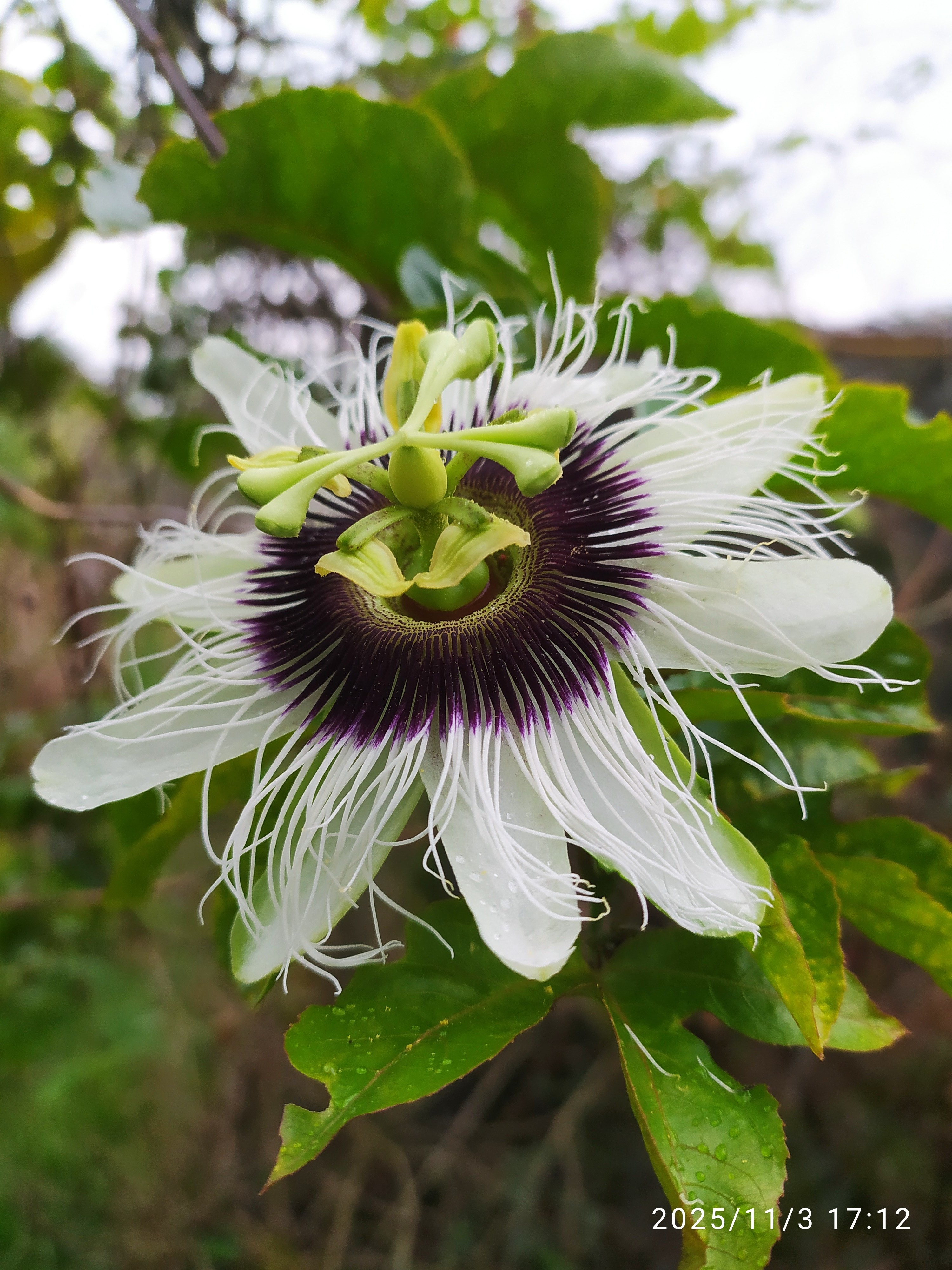 Passiflora edulis :: Flor(es)