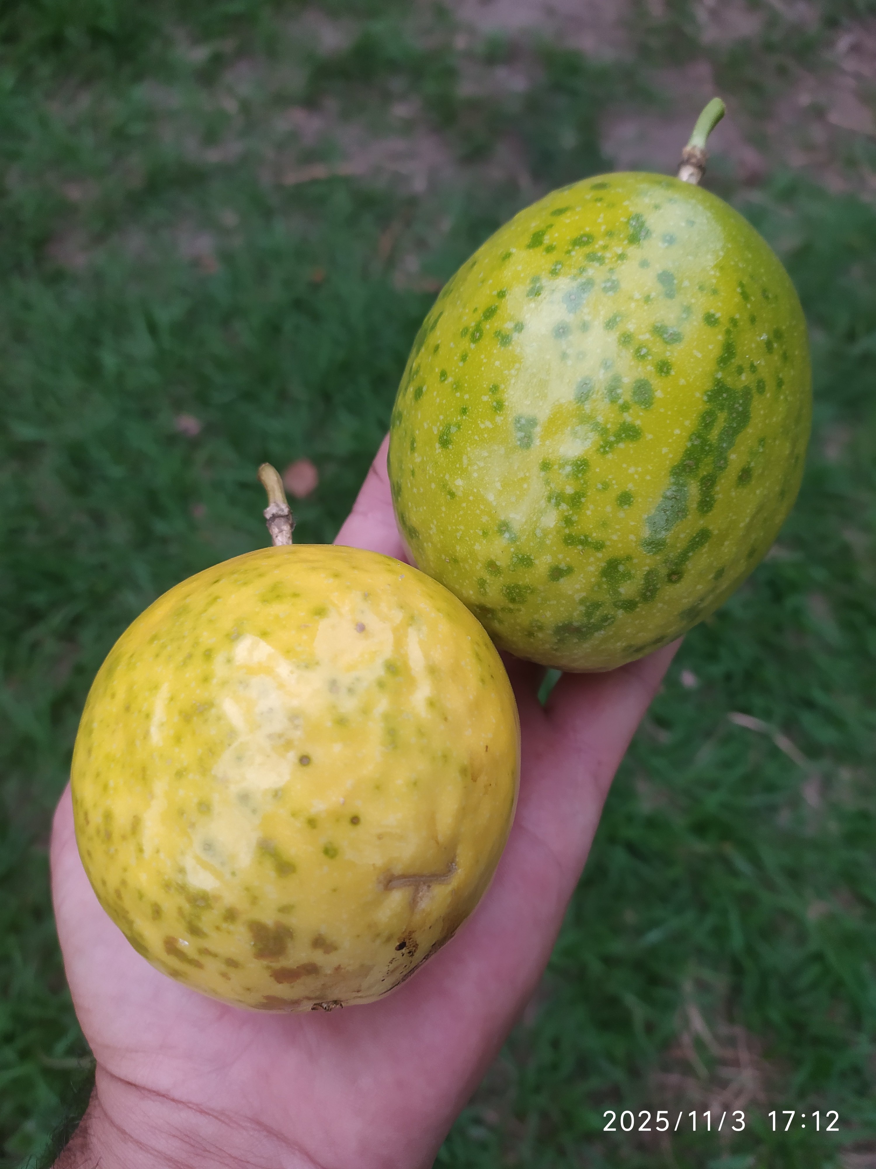 Passiflora edulis :: Fruto(s)