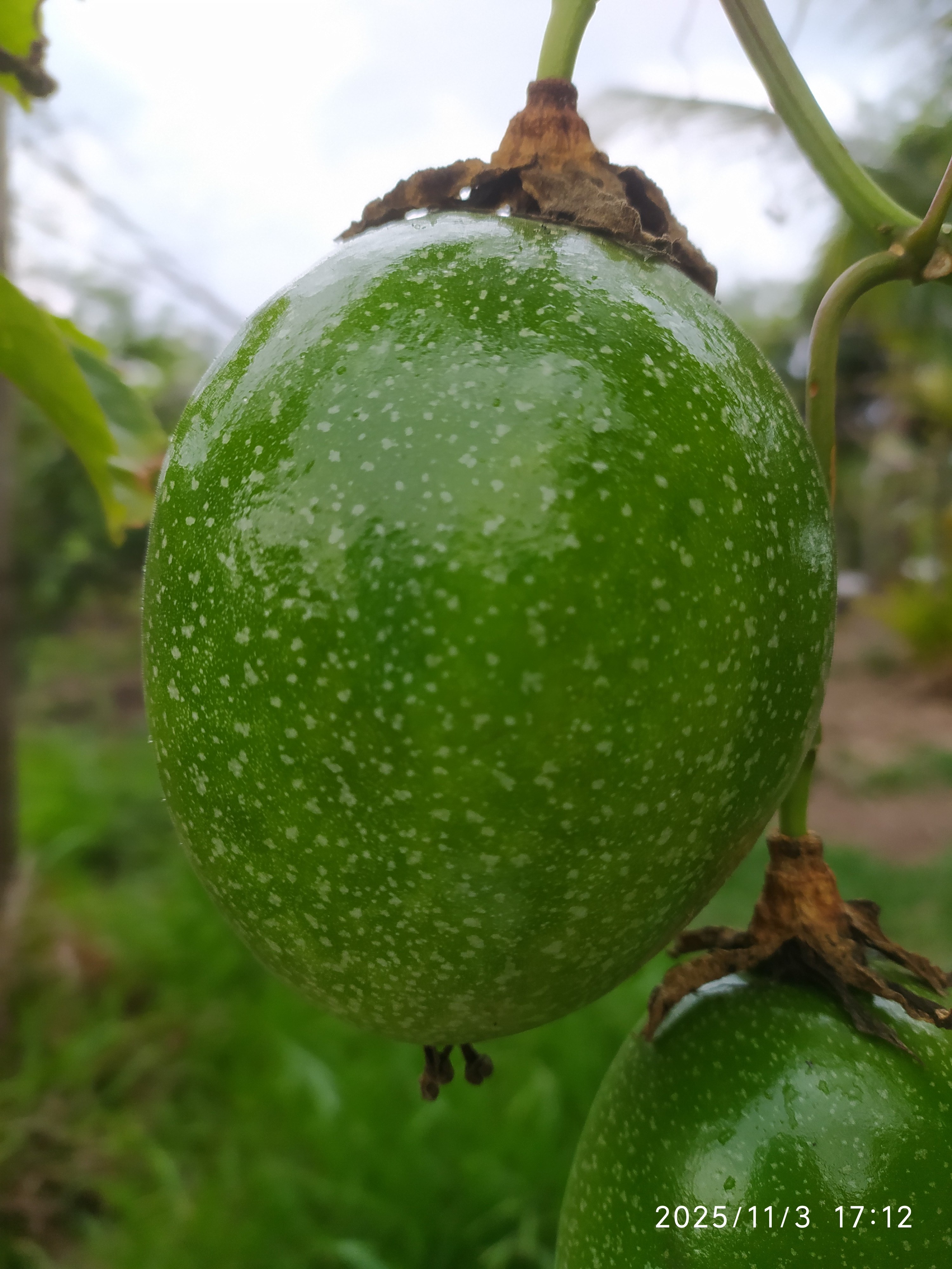 Passiflora edulis :: Fruto(s) - verde / imaturo
