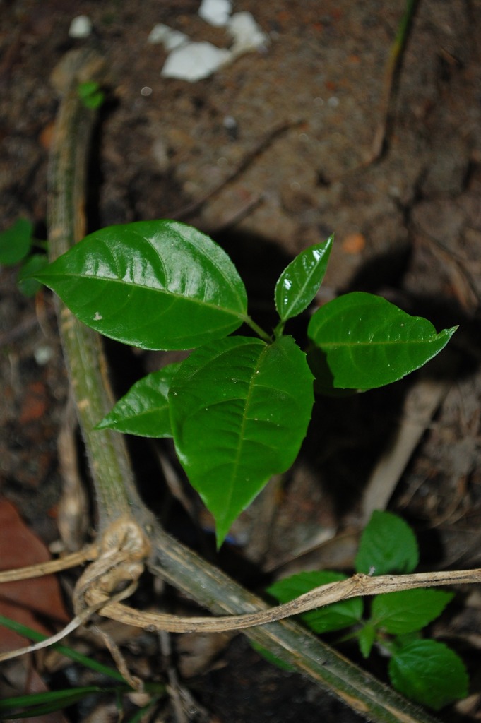 Passiflora edulis :: Visão Geral