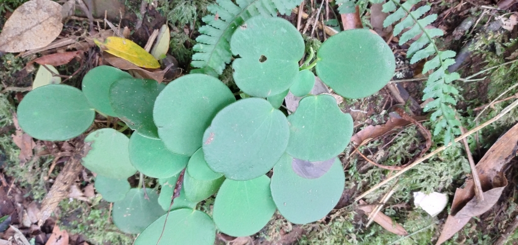 [imagem de Peperomia lyman-smithii]