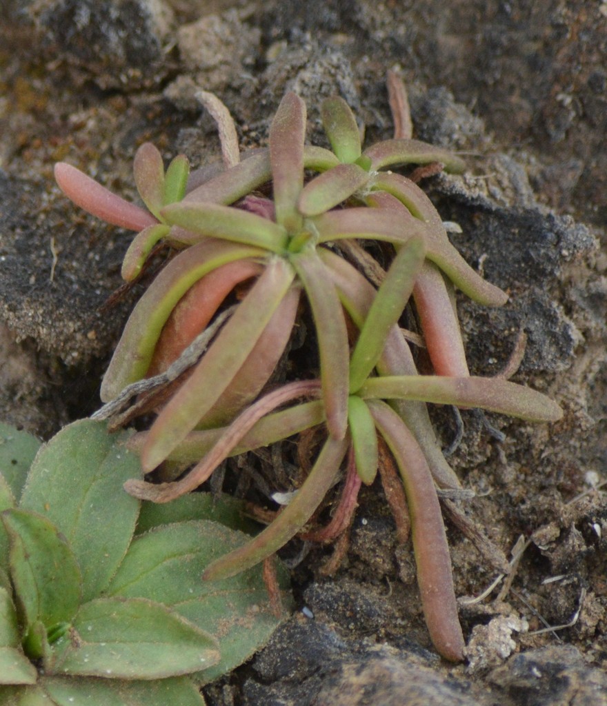 [imagem de Plantago maritima]