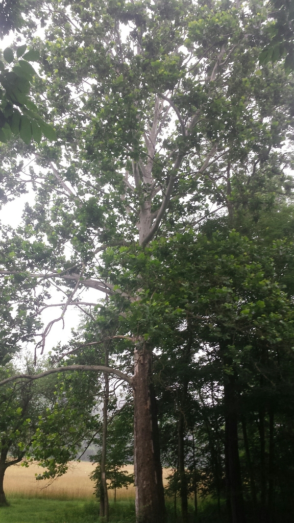 [imagem de Platanus occidentalis]