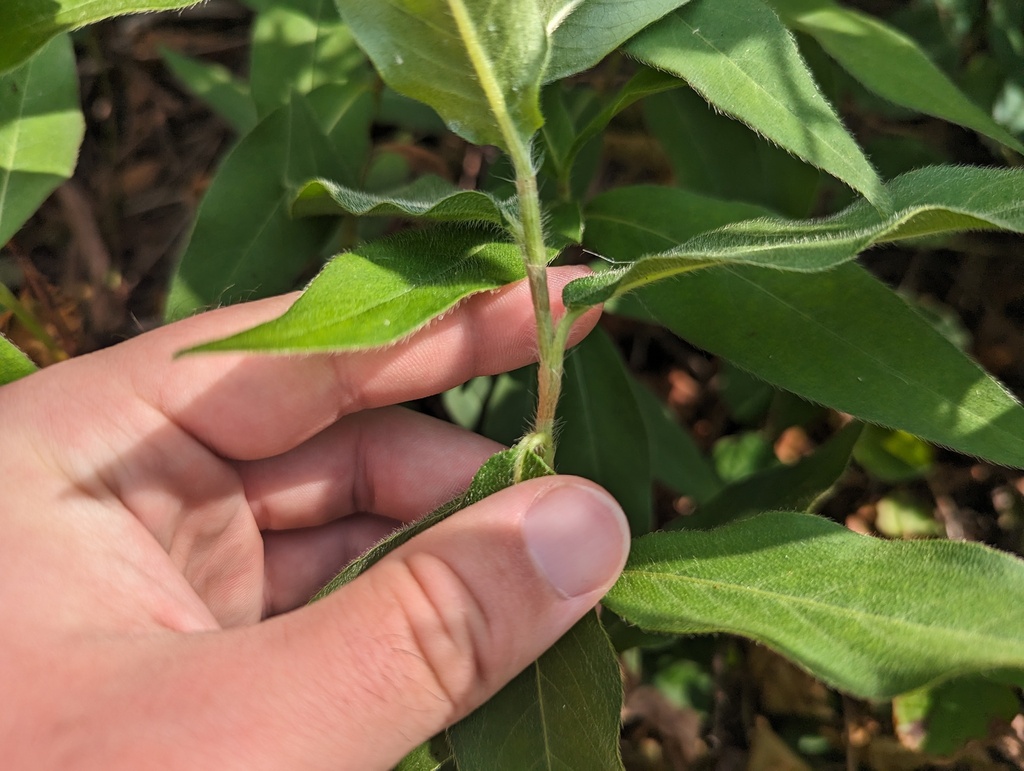 Polygonum amphibium